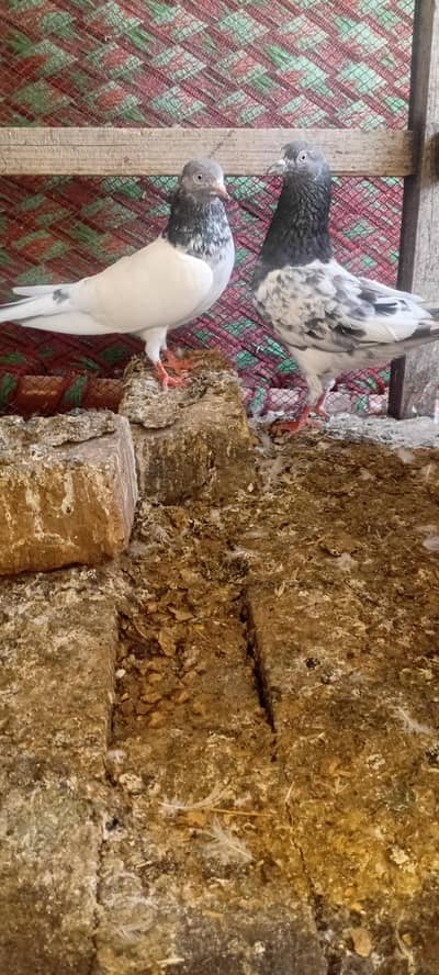 all breeder pegions for sail on 1000 rs per price
