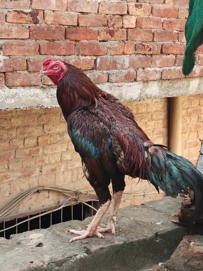 lakha aseel murga