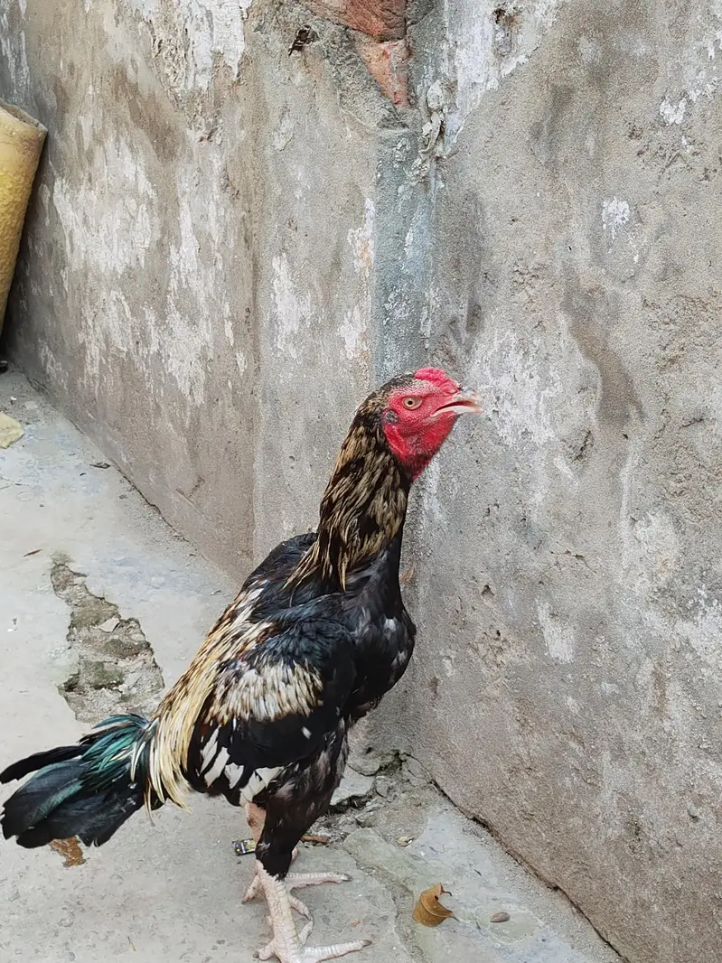 aseel shamo patha — photo 4