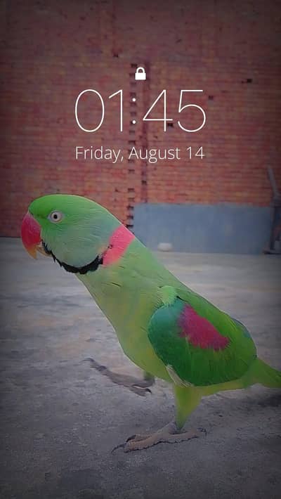 Raw parrot hand tame and talking