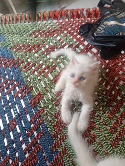 Persian cat white color
