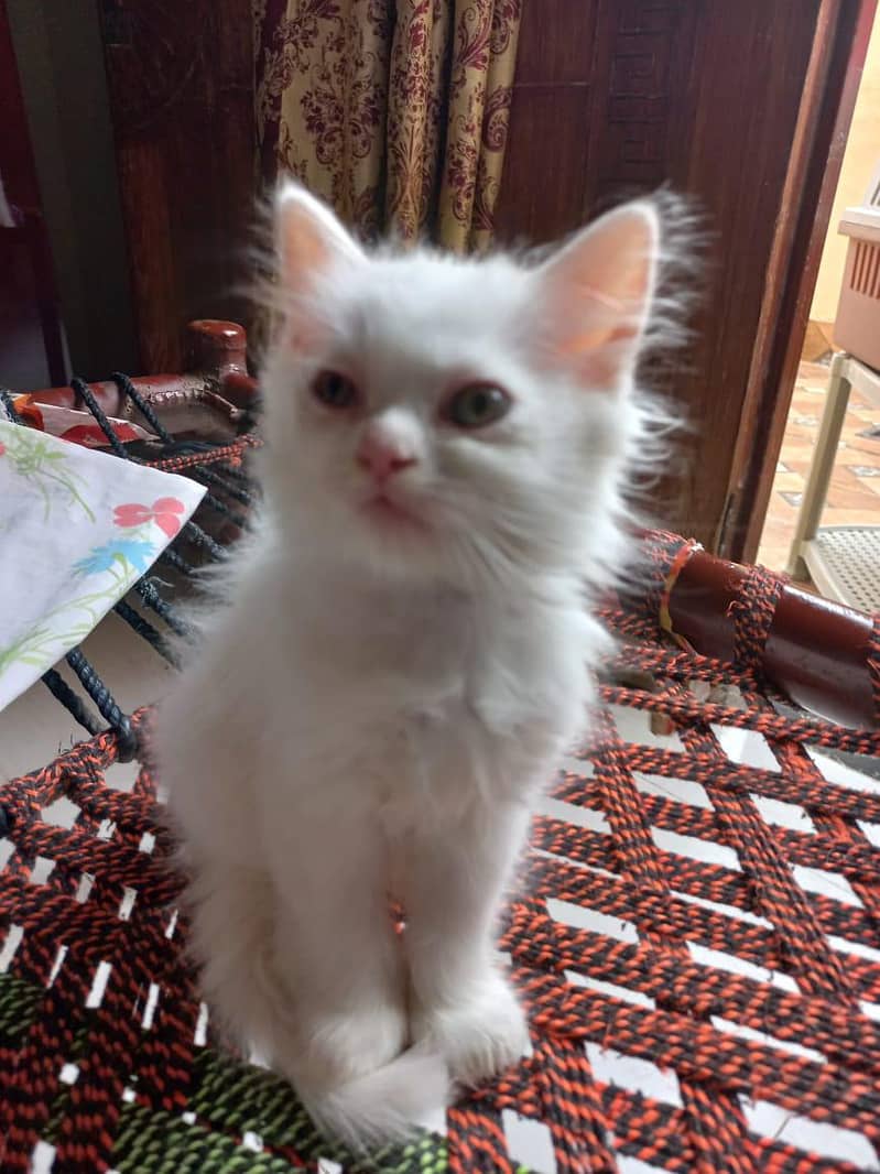 Persian cat 1