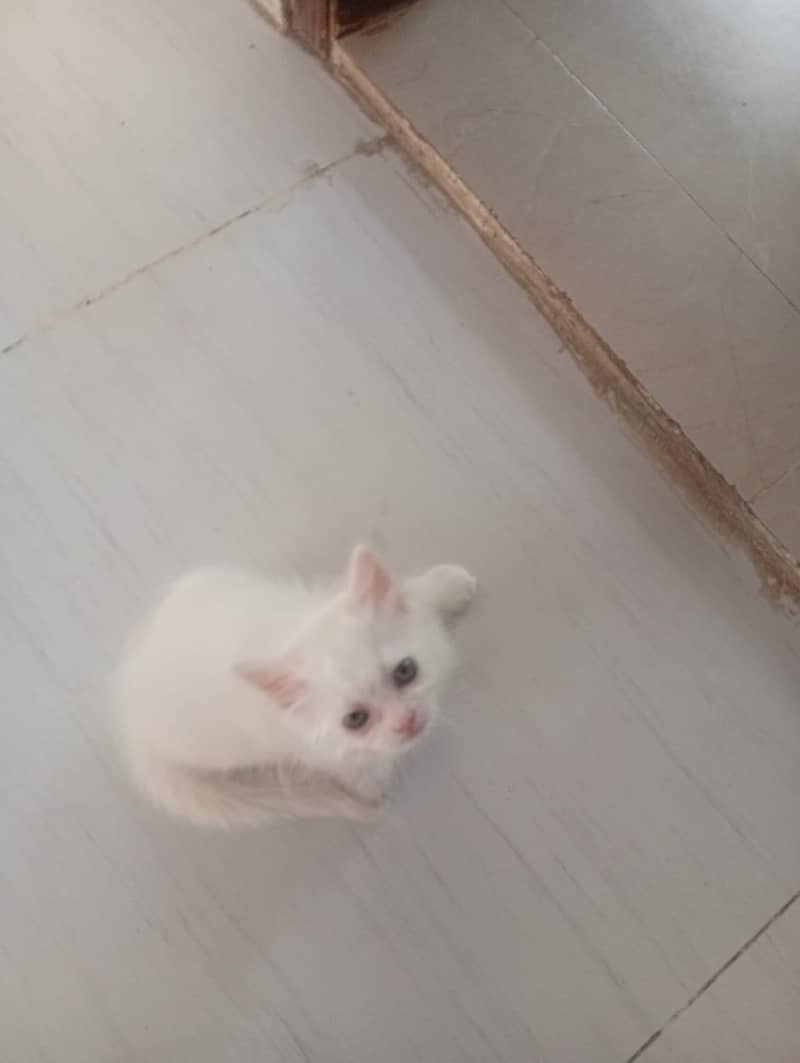 Persian cat 2