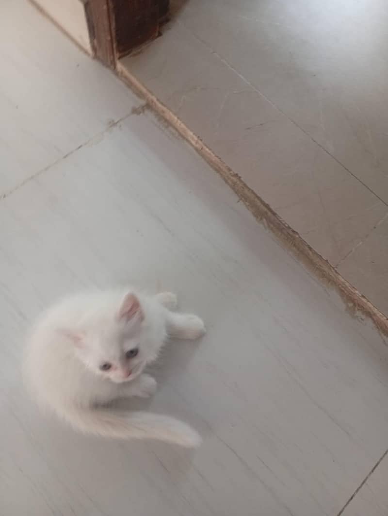 Persian cat 3