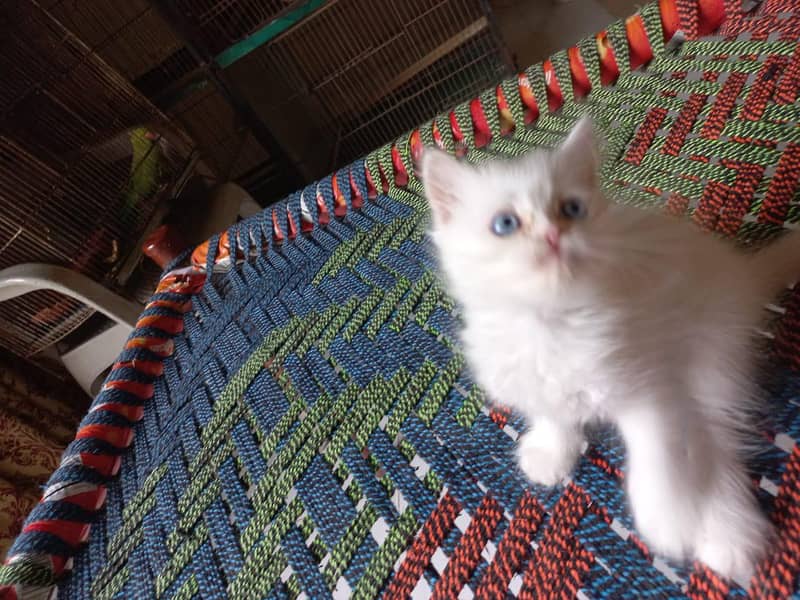 Persian cat 4