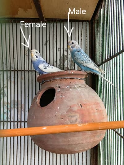 Beautiful Australian budgies