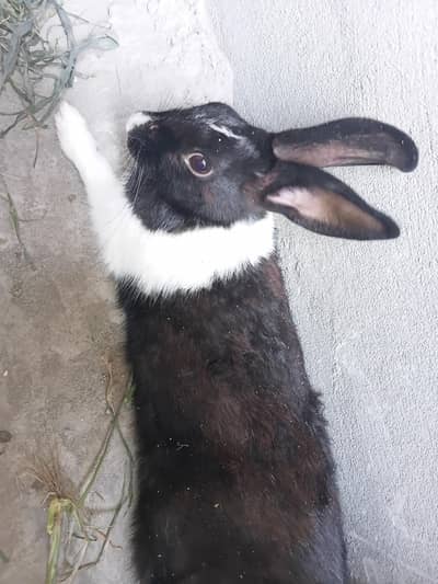 rabbit pair