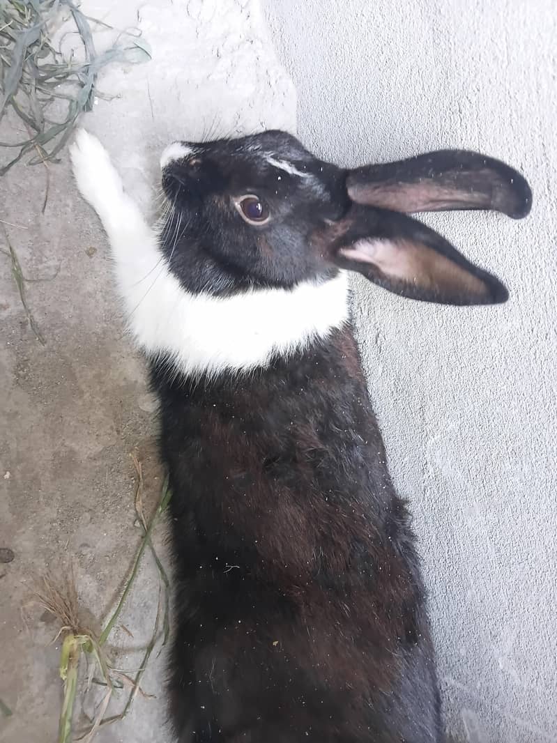 rabbit pair 0