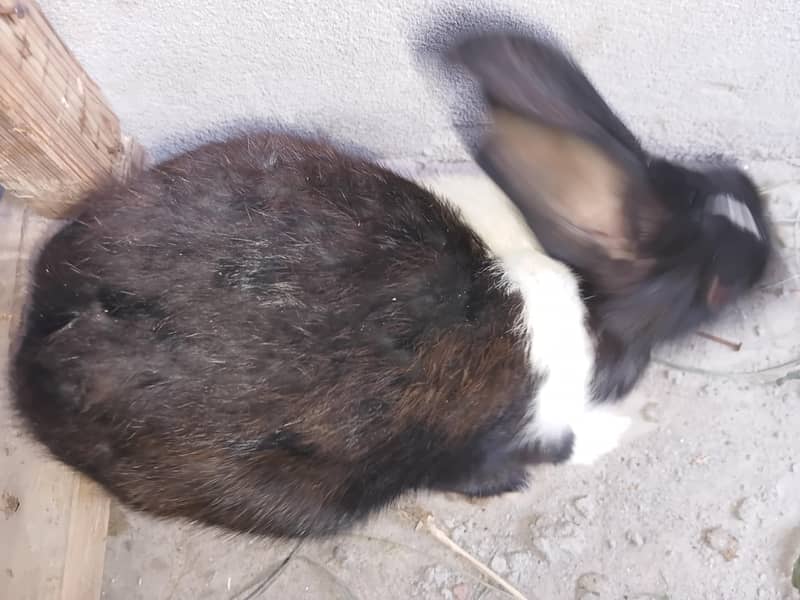 rabbit pair 1