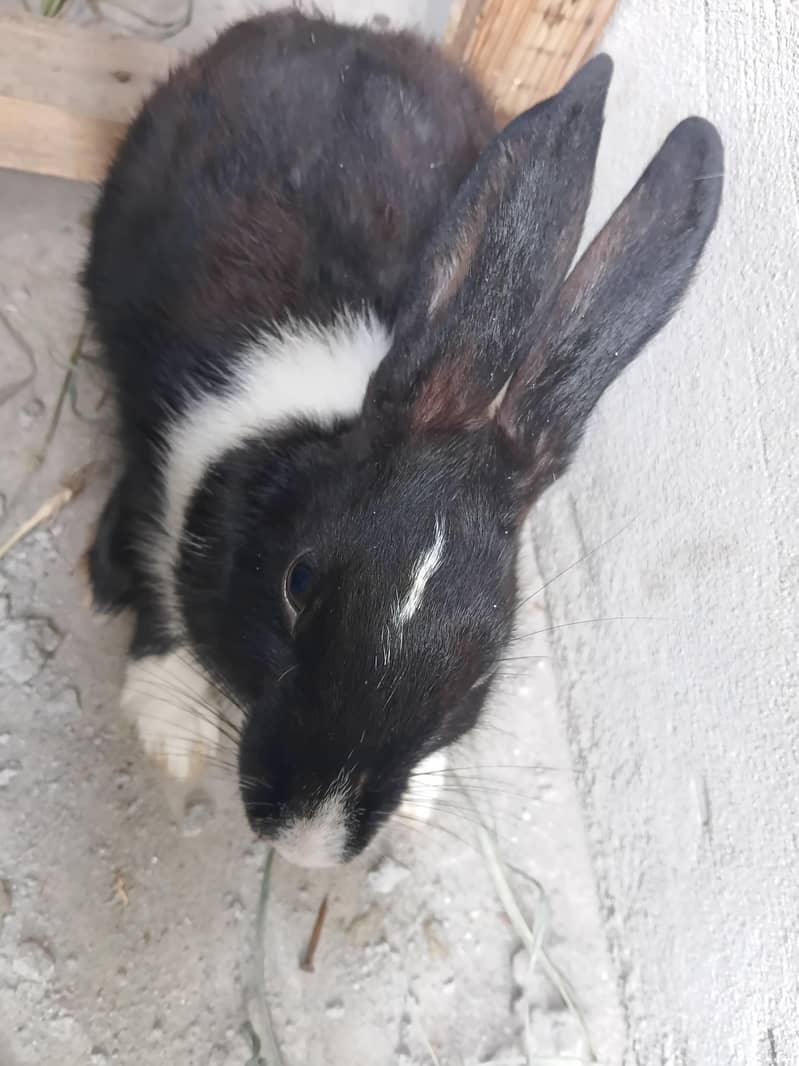 rabbit pair 2