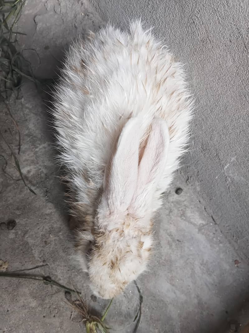 rabbit pair 3