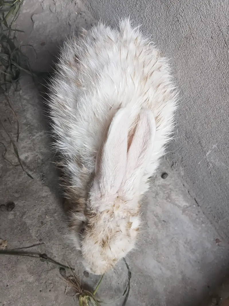 rabbit pair — photo 4