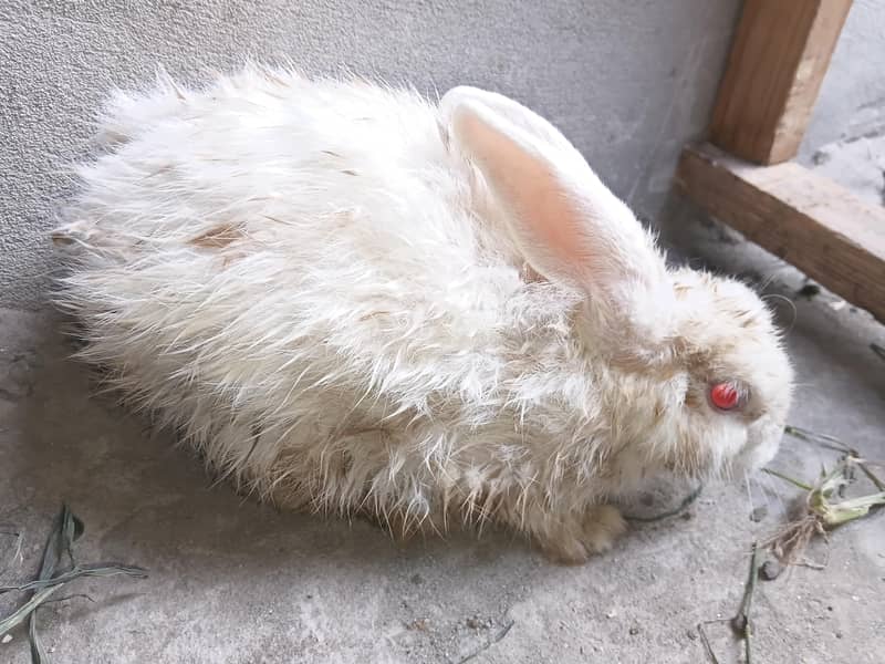 rabbit pair 4
