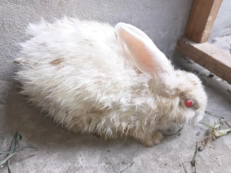 rabbit pair — photo 5