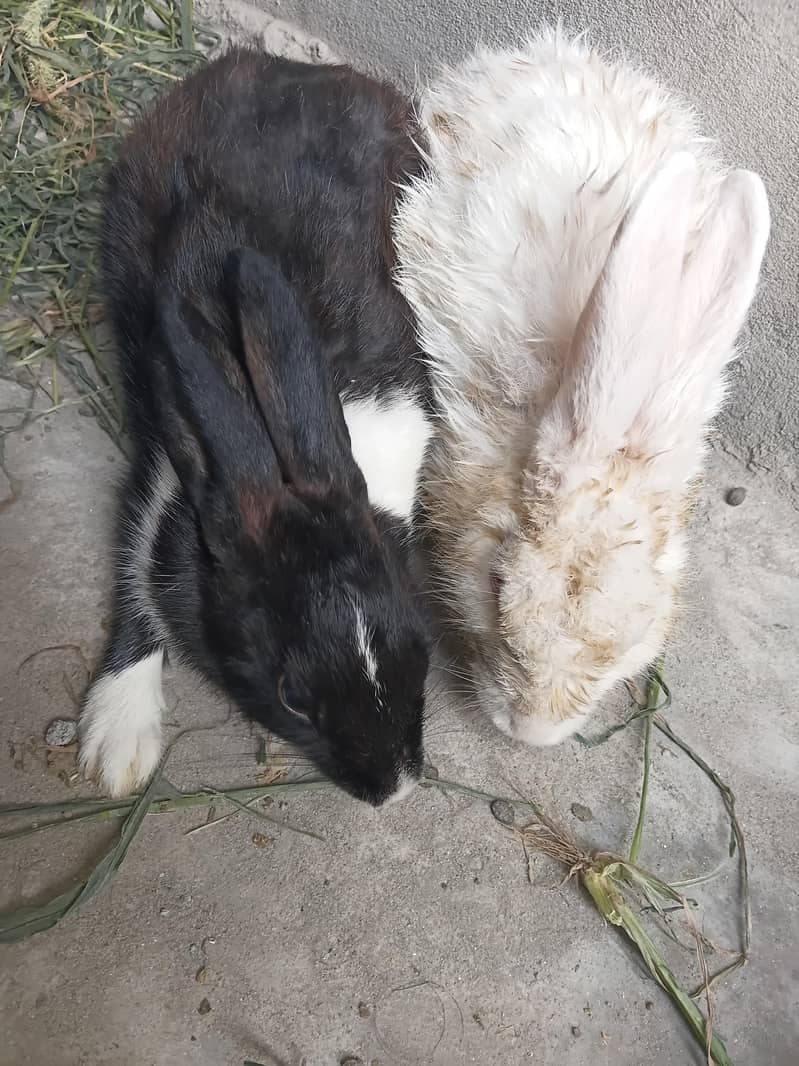 rabbit pair 5