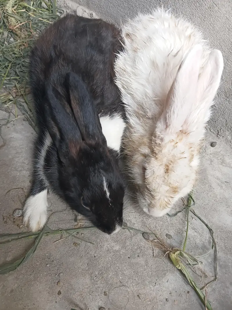rabbit pair — photo 6