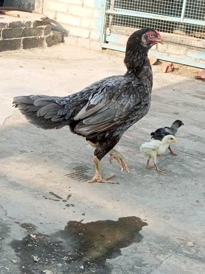 aseel hens