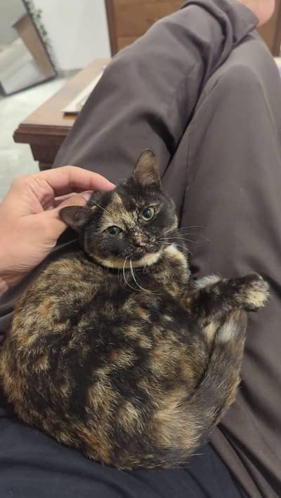 tortoiseshell female cat