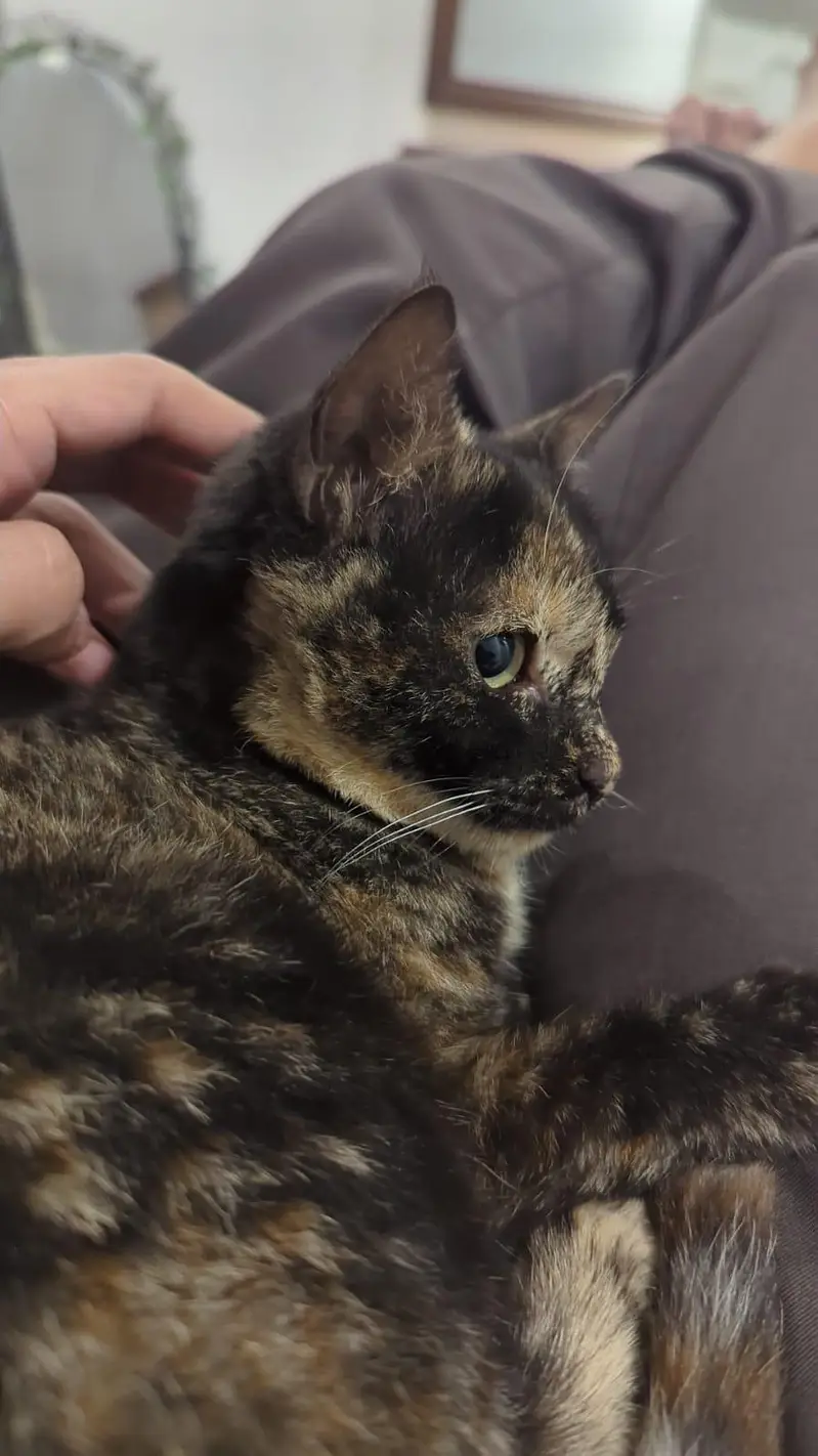 tortoiseshell female cat — photo 2