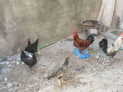hens pair