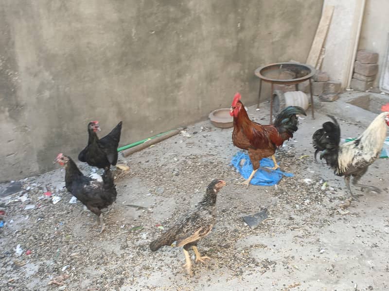 hens pair 0