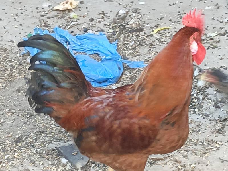 hens pair 1