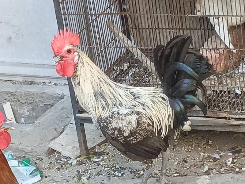 hens pair 2
