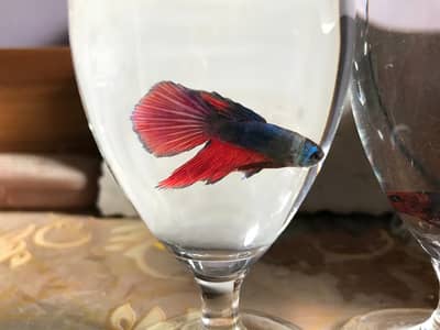 Medium size Betta fish males in different colours