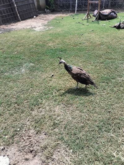 peacock for sale