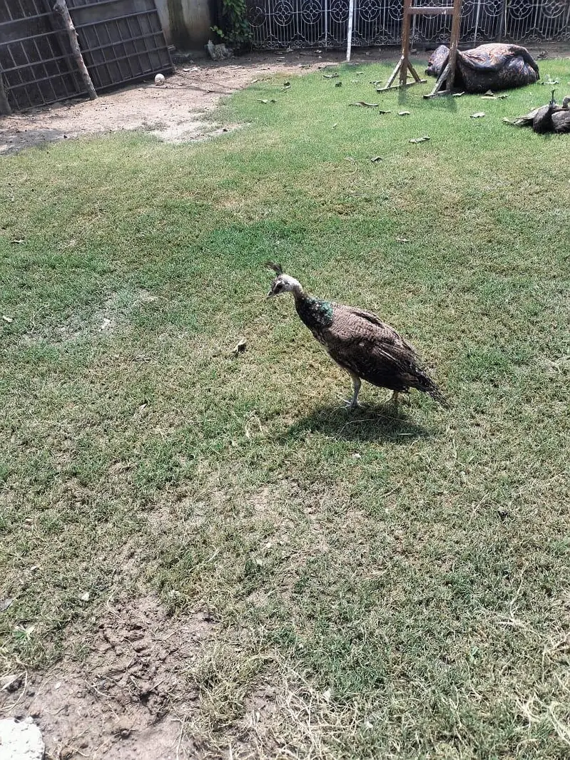 peacock for sale
