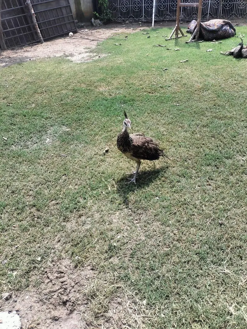 peacock for sale — photo 2