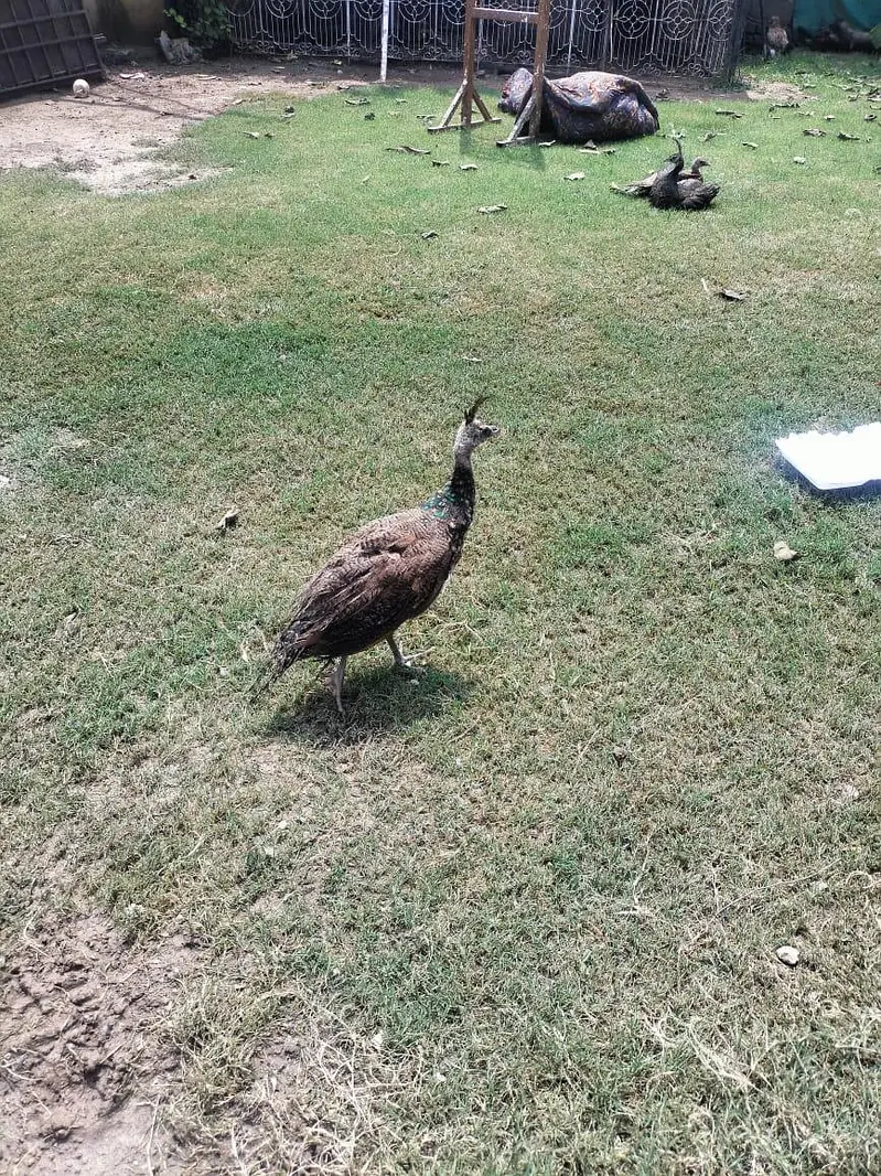 peacock for sale — photo 3