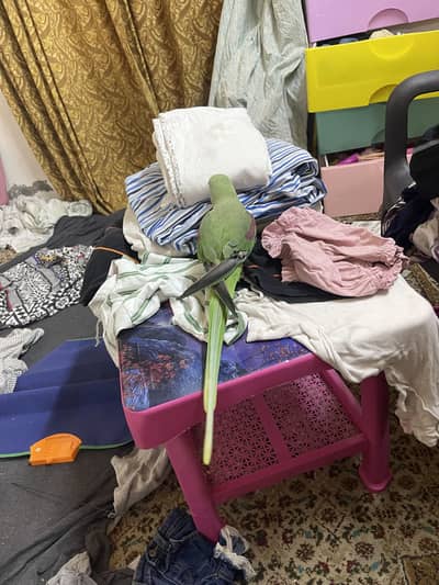 Raw parrot talking hand tame