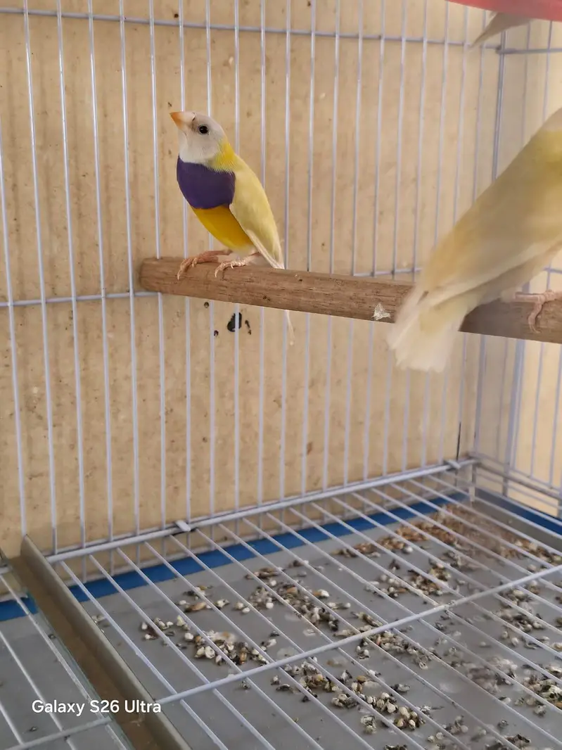 Lady gouldian male for sale — photo 3