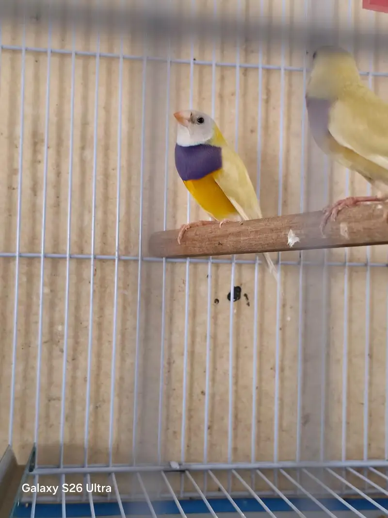 Lady gouldian male for sale — photo 4