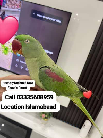 Hand Tamed Full Friendly Kashmiri Raw Female Parrot Jumbo Size