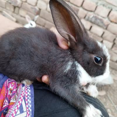 rabbits for sell
