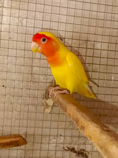 Common Lutino red eyes Breeder Male