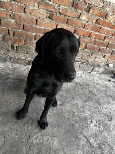 Labrador dog male