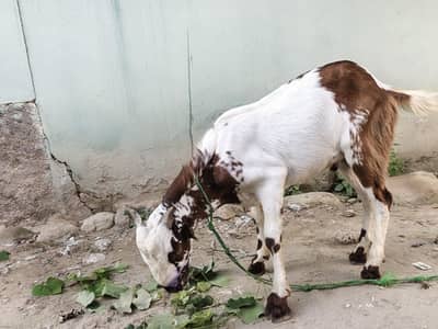 bkra for sale
