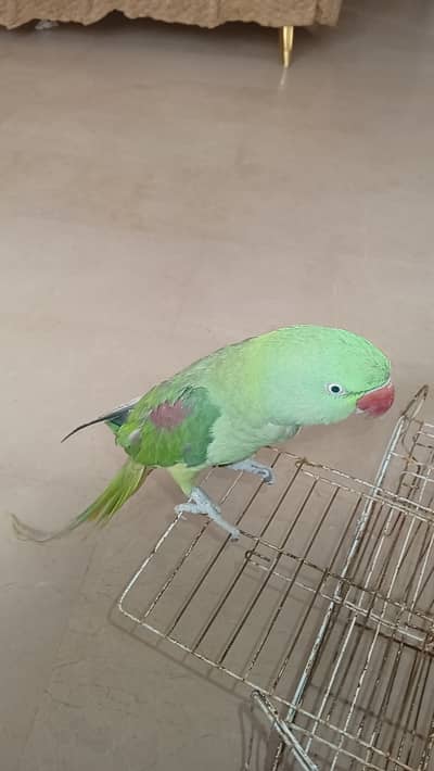 Full talking parrot hantam green parrot