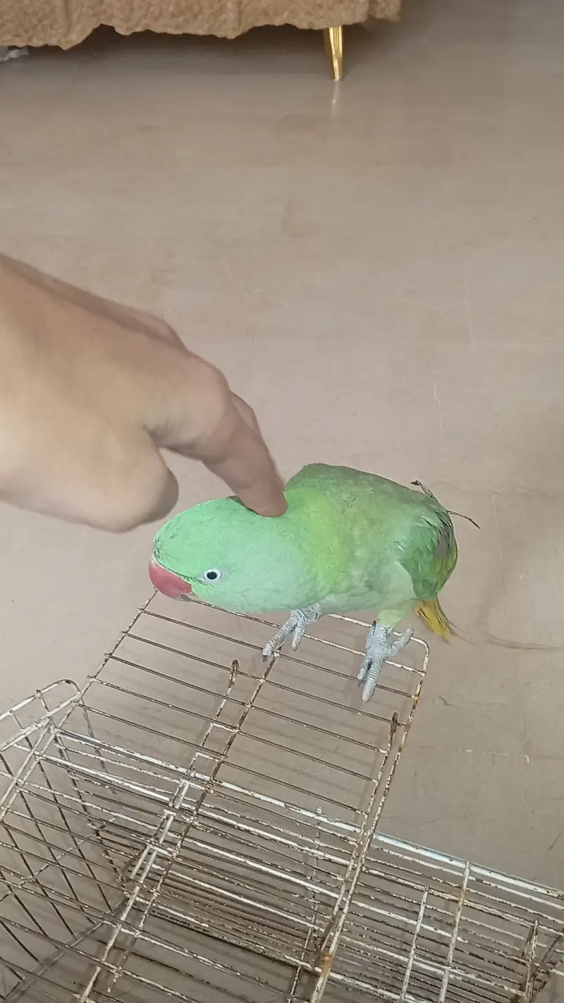 Full talking parrot hantam green parrot — photo 2