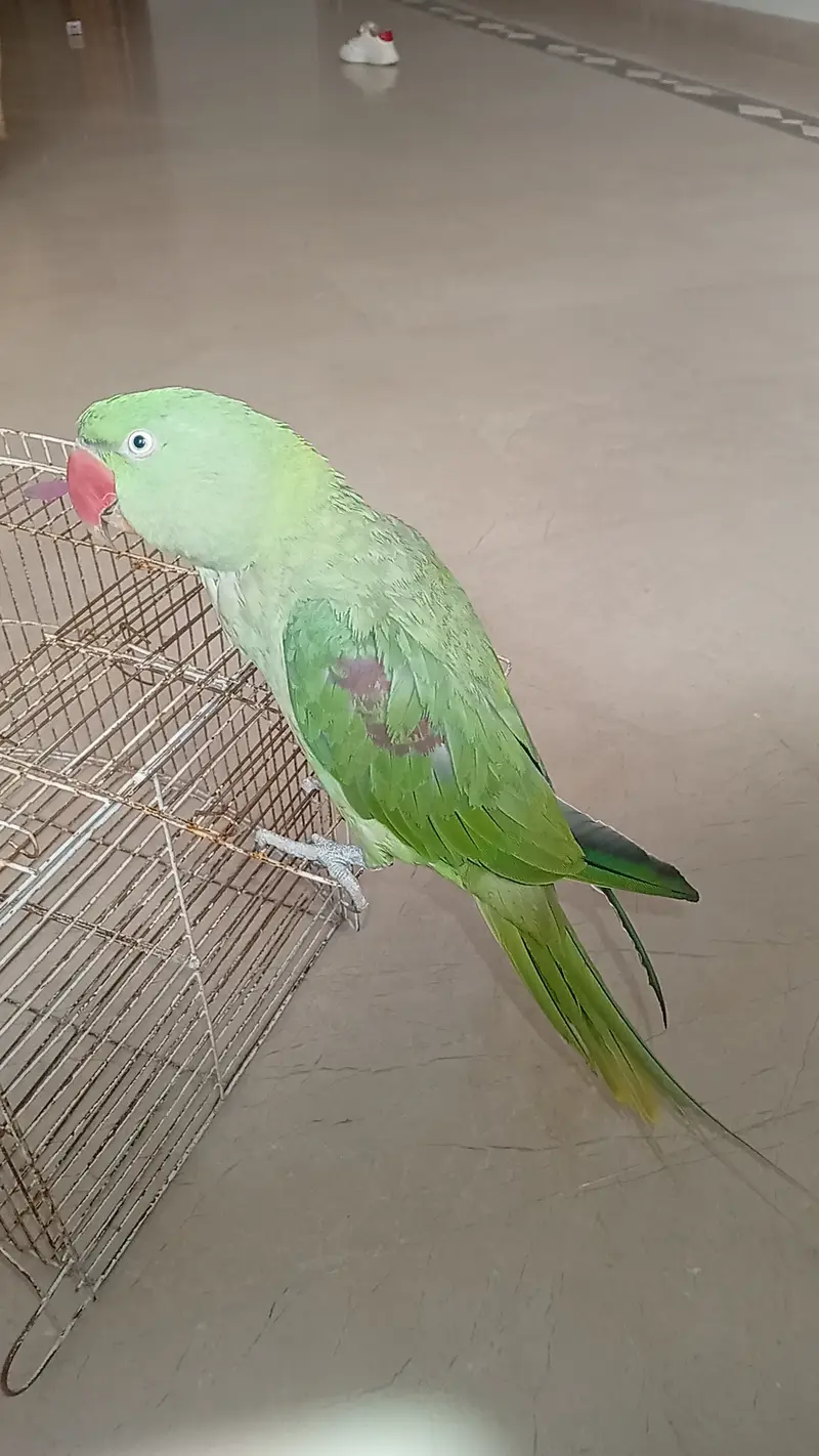 Full talking parrot hantam green parrot — photo 3