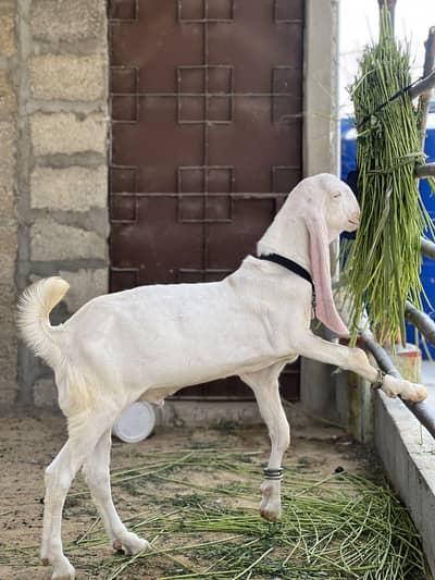 Munda Gulabi male