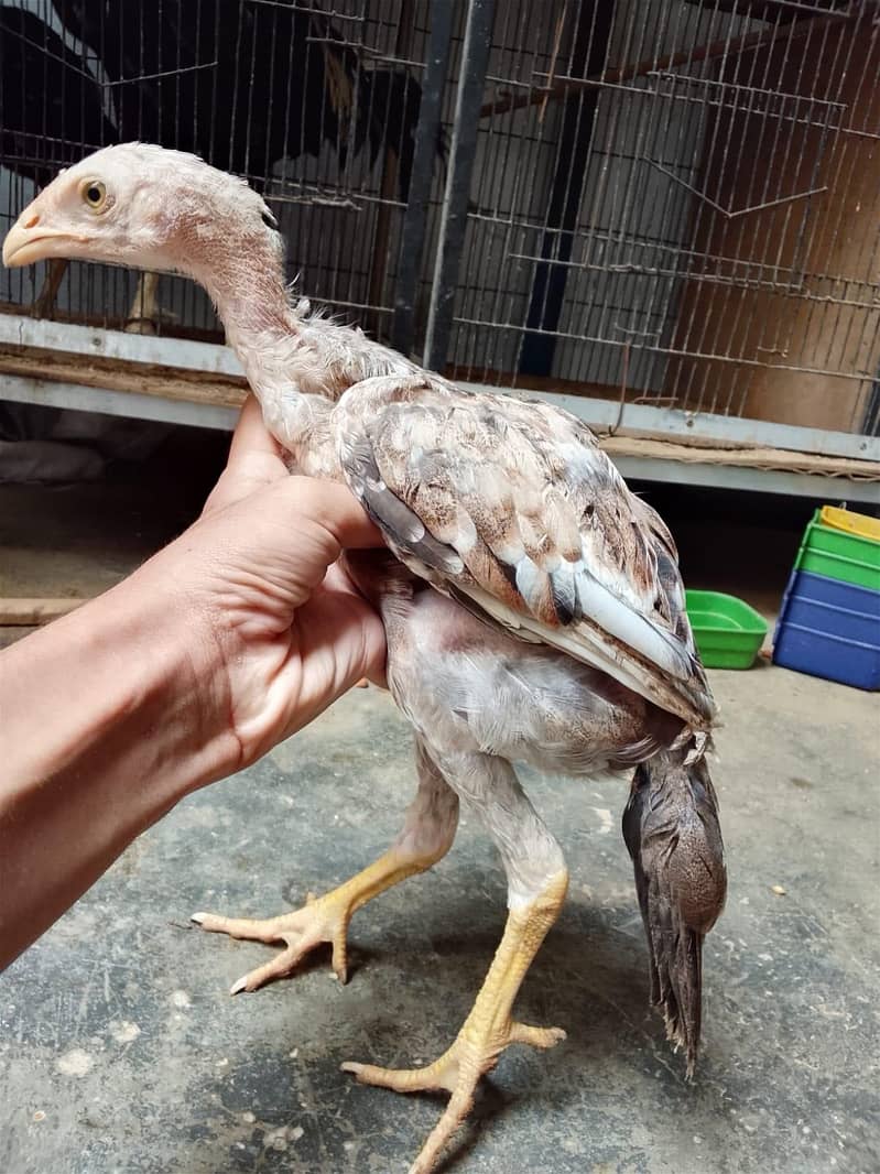 aseel chicks 2