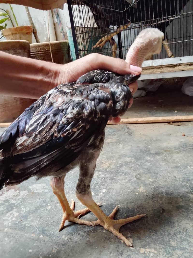 aseel chicks 3