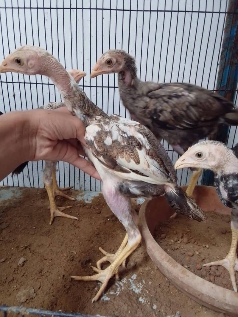 aseel chicks 4