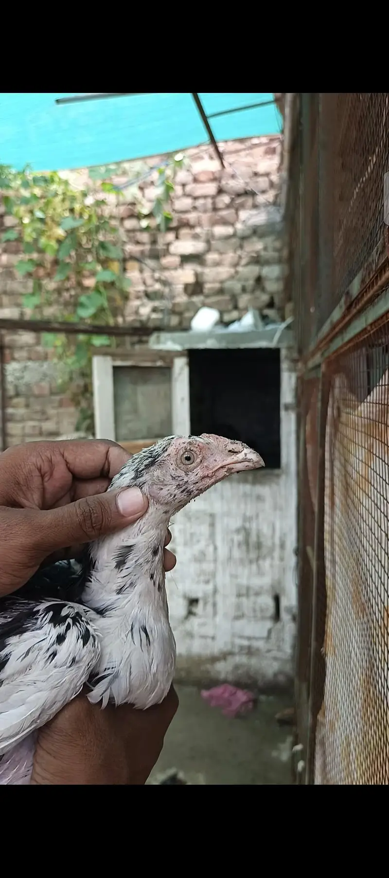 Pure Mushka Aseel Lasani Bloodline Pathay / High Quality Aseel Chicks — photo 2