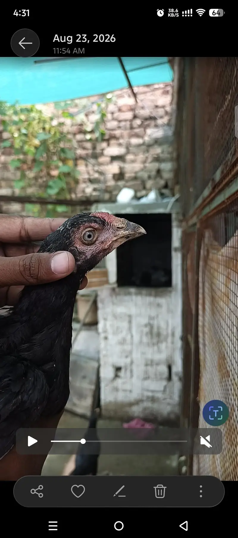 Pure Mushka Aseel Lasani Bloodline Pathay / High Quality Aseel Chicks — photo 3