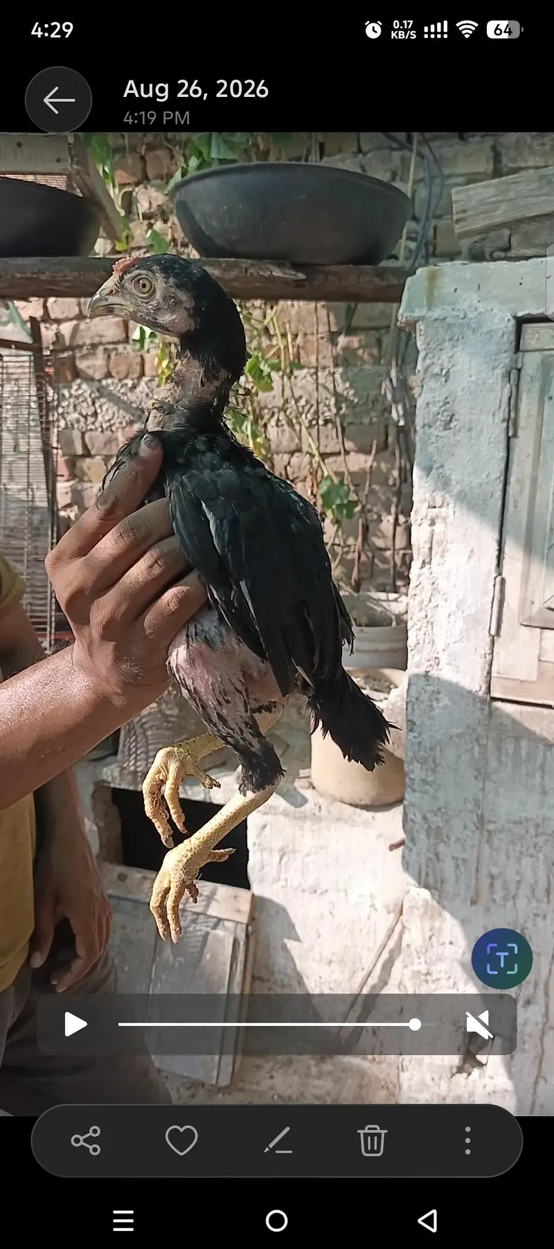 Pure Mushka Aseel Lasani Bloodline Pathay / High Quality Aseel Chicks — photo 4